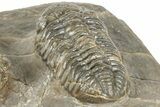 Three Colorful Phacopid (Austerops) Trilobites - Jorf Morocco #329072-10
